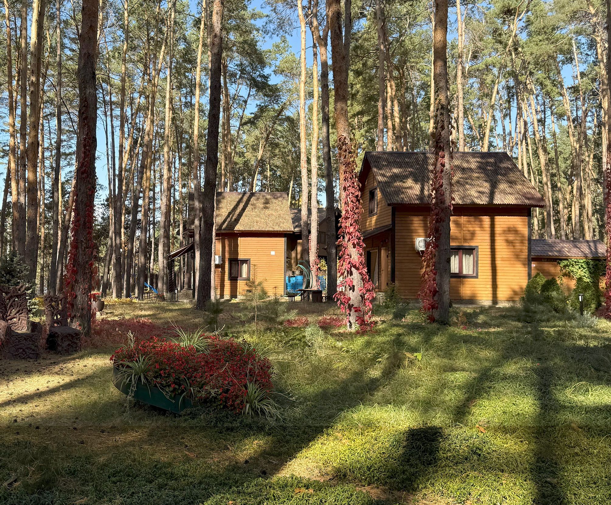 Деревянные домики на территории базы отдыха в сосновом бору