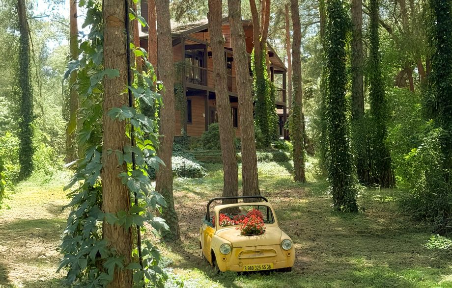 Территория базы отдыха Аркадия — сосновый бор, беседки и пляж